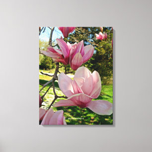 Pretty Pink Magnolia Floral Stretched Canvas Print