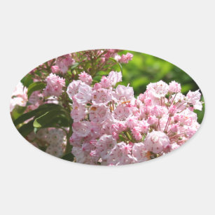 Pretty Pink Mountain Laurel Flowers Oval Sticker