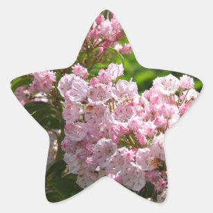 Pretty Pink Mountain Laurel Flowers Star Sticker