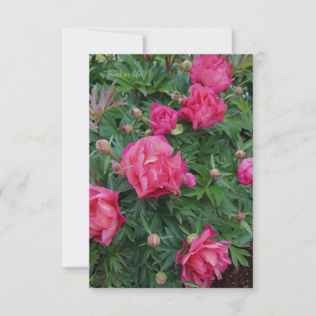 Pretty Pink Peony Bush Card (Front)