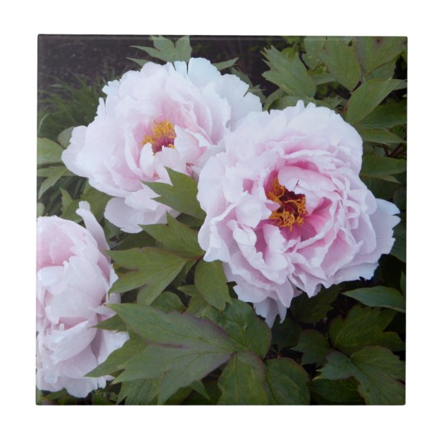 Pretty Pink Peony Decorative Tile (Front)