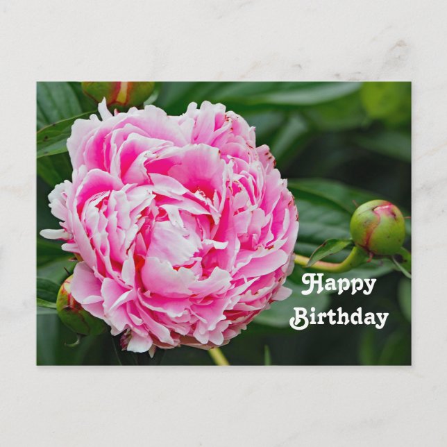 Pretty Pink Peony Floral Photo Birthday Postcard (Front)