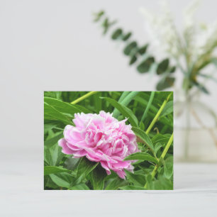 Pretty Pink Peony Postcard