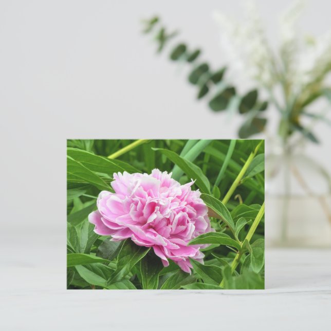 Pretty Pink Peony Postcard (Standing Front)