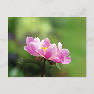 Pretty Pink Peony Postcard