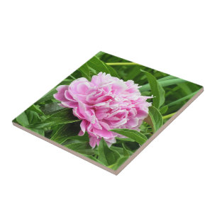 Pretty Pink Peony Tile