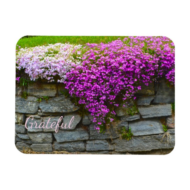 Pretty Pink Phlox Gratitude Magnet (Horizontal)