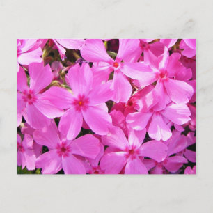 Pretty Pink Phlox Postcard