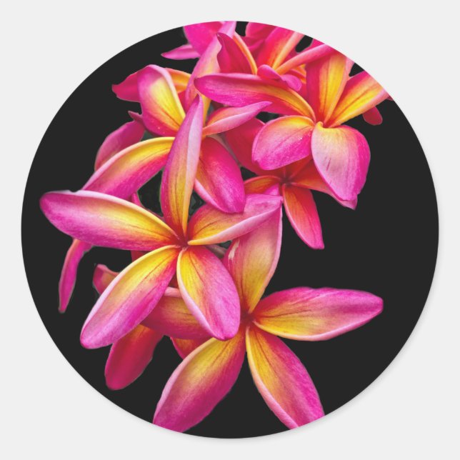 Pretty Pink Plumeria Floral Photo Classic Round Sticker (Front)
