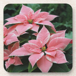 Pretty Pink Poinsettia Coasters