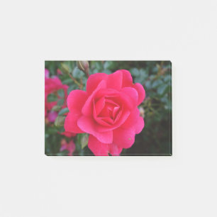 pretty pink rose flower photography post-it notes