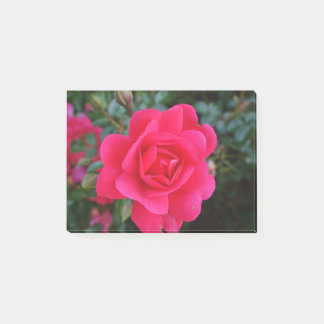 pretty pink rose flower photography post-it notes