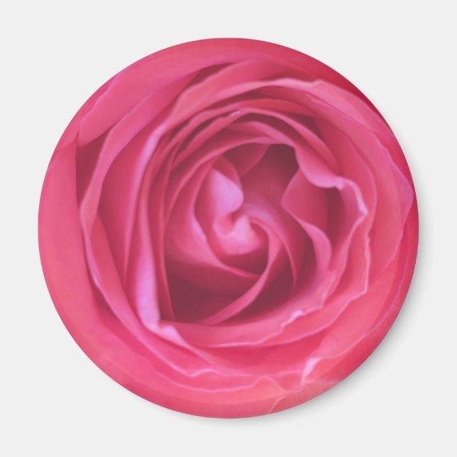 Pretty Pink Rose Magnet (Front)