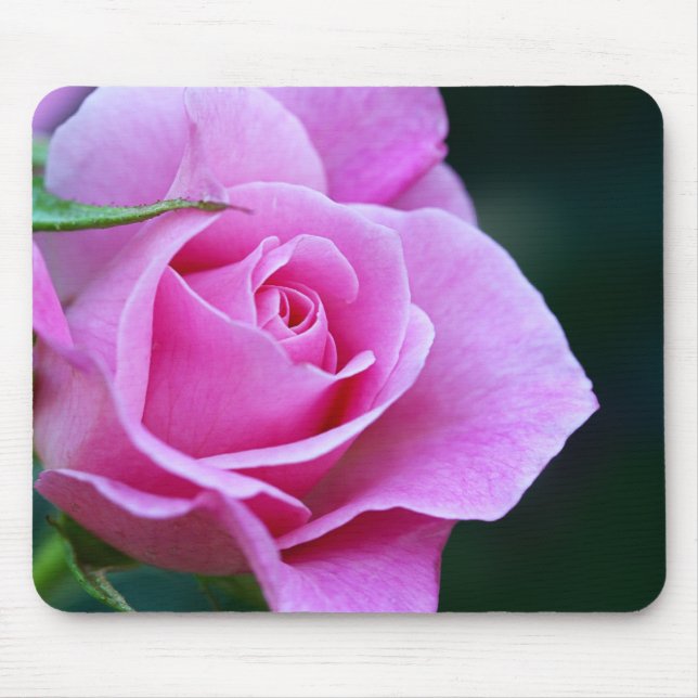 Pretty Pink Rose Photograph Mouse Pad (Front)