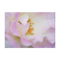 Pretty pink rose stretched canvas print