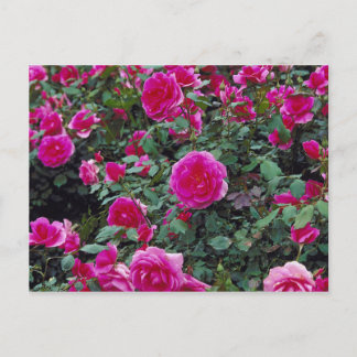 Pretty pink roses on bush postcard