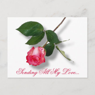 Pretty pink single rose holiday postcard