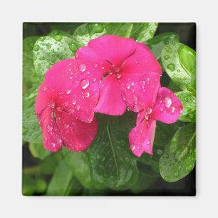 Pretty Pink Spring Flowers Macro Photography  Magnet