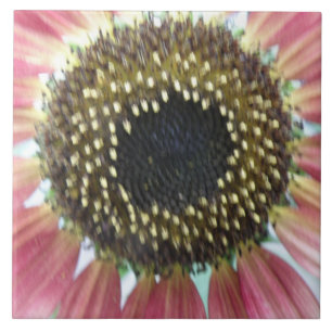 Pretty Pink Sunflower Tile