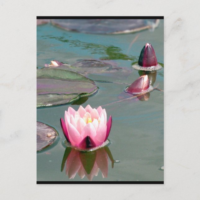 Pretty Pink Waterlily postcard (Front)