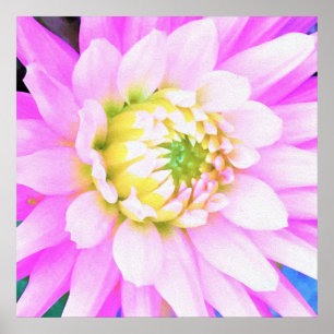 Pretty Pink, White and Yellow Cactus Dahlia Macro Poster