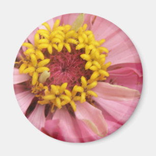 Pretty Pink Zinnia Magnet