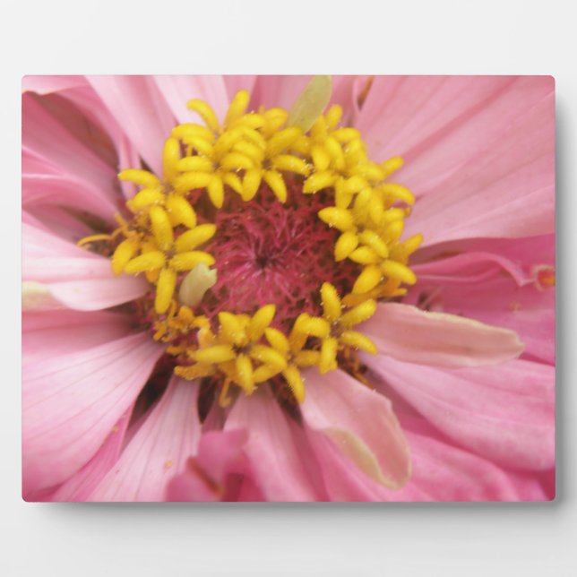 Pretty Pink Zinnia Plaque (Front)
