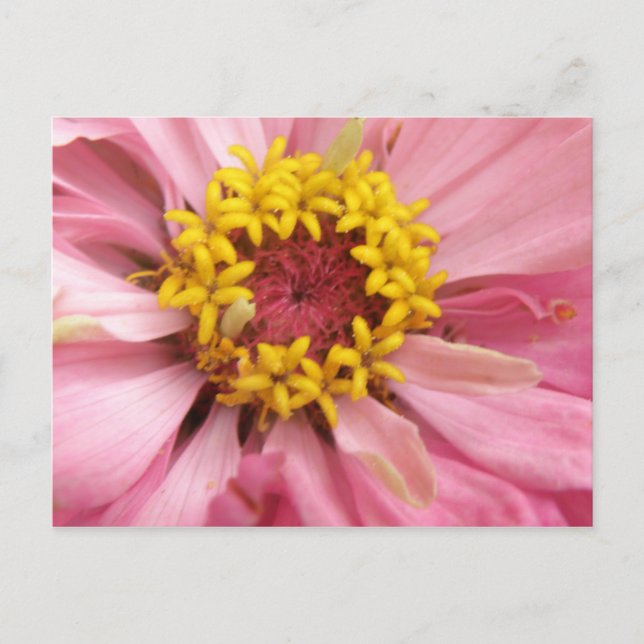 Pretty Pink Zinnia Postcard (Front)