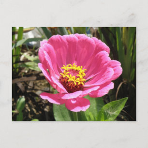 Pretty Pink Zinnia Postcard