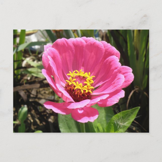Pretty Pink Zinnia Postcard (Front)