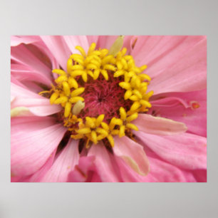 Pretty Pink Zinnia Print