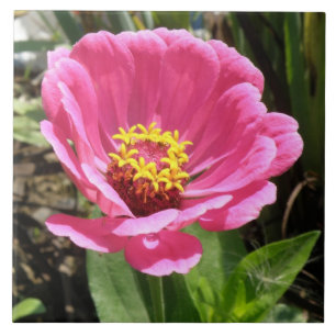 Pretty Pink Zinnia Tile