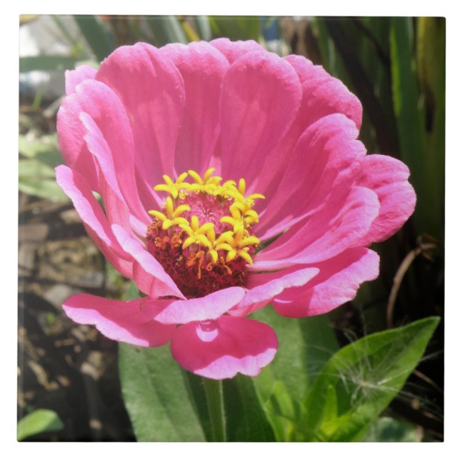 Pretty Pink Zinnia Tile (Front)