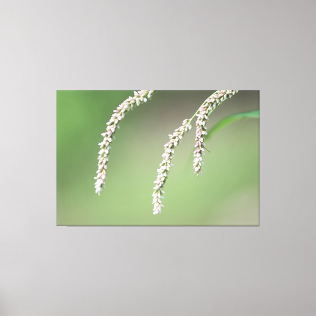 Pretty Pinks Canvas Print (Front)