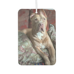 Pretty Pit Bull Air Freshener