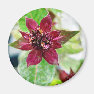 Pretty Plant Magnet