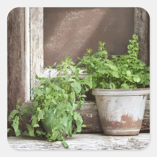 Pretty Plants in Rustic Window Square Sticker (Front)