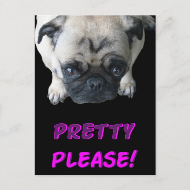 Pretty Please Pug Postcard (Front)