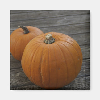 Pretty Plump Pumpkins Magnet