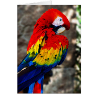 Pretty Polly Parrot
