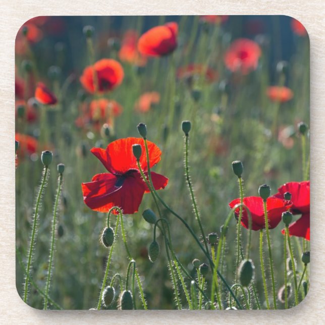 Pretty Poppies in Wild Meadow Photo Coaster (Front)