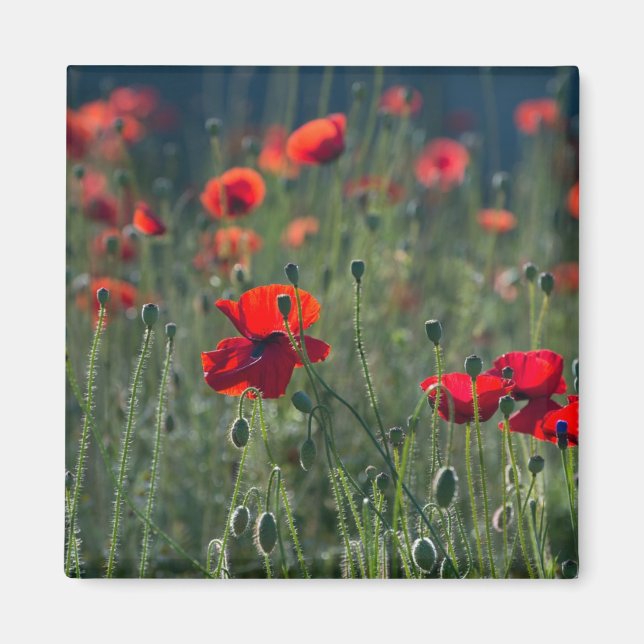 Pretty Poppies in Wild Meadow Photo Magnet (Front)