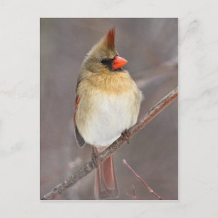 Pretty Pose Postcard