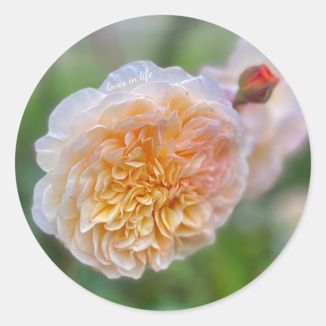 Pretty Pretty Rose Classic Round Sticker (Front)