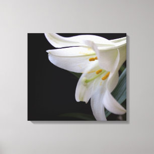 Pretty, pure white Easter lily flower in black Canvas Print