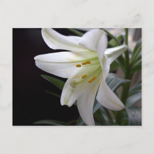 Pretty, pure white Easter lily flower in black Holiday Postcard