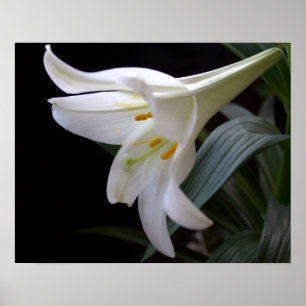 Pretty, pure white Easter lily flower in black Poster