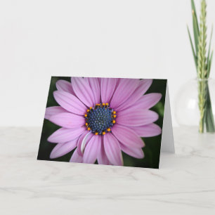 Pretty Purple African Daisy Flower Art Card