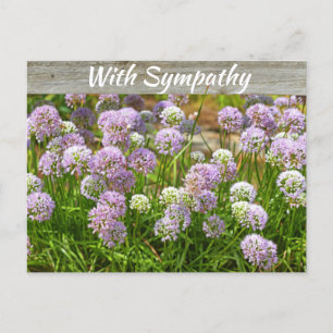 Pretty Purple Allium Garden Flowers Sympathy Postcard