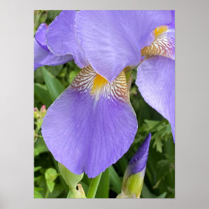 Pretty Purple Flower Photography  Poster
